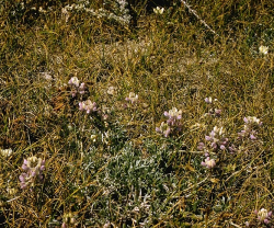 Photo taken at 17-Mile Drive, Monterey County by Beatrice F. Howitt © California Academy of Sciences  